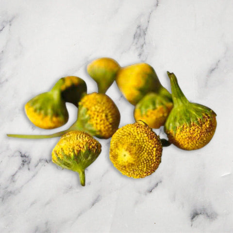 Buzz Buttons, 1 x Punnet Nature's Choice Ltd HERB-EDFL-0001818-147