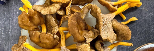 Chanterelle Mushrooms