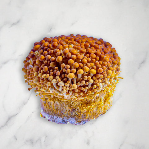 Golden Enoki, Fresh, 400g Bruce White Ltd MUSH-FRMU-0000559-147