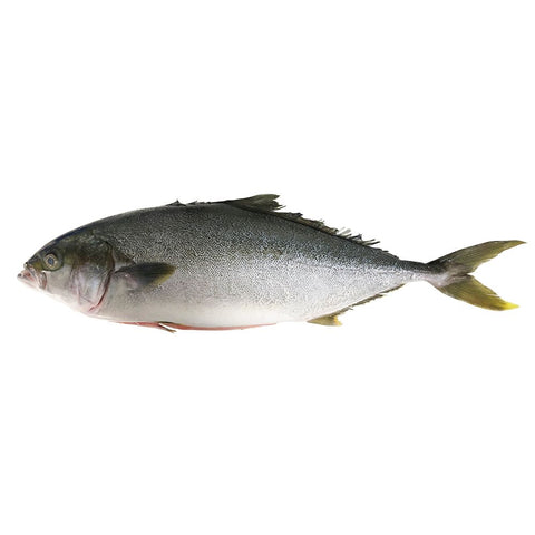 Hamachi, Sashimi Grade, Fresh, Scaled and Gutted, 2-3kg Reach Food Service Ltd SEAF-FRFI-0003385-147