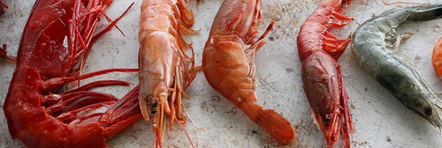 Specialist Prawns