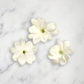 Jasmine Blossom