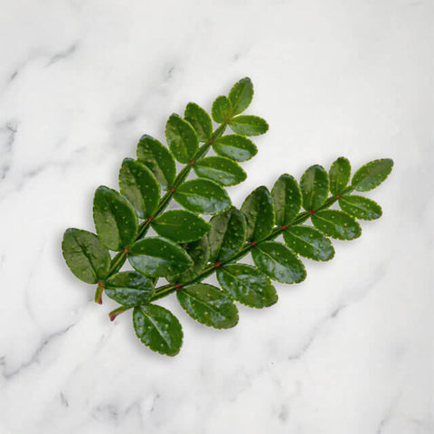 Sansho Leaves