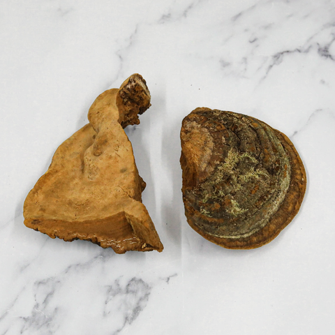 Chaga Mushrooms, Dried Edible Fungus Co Ltd CHAGA-170523-149